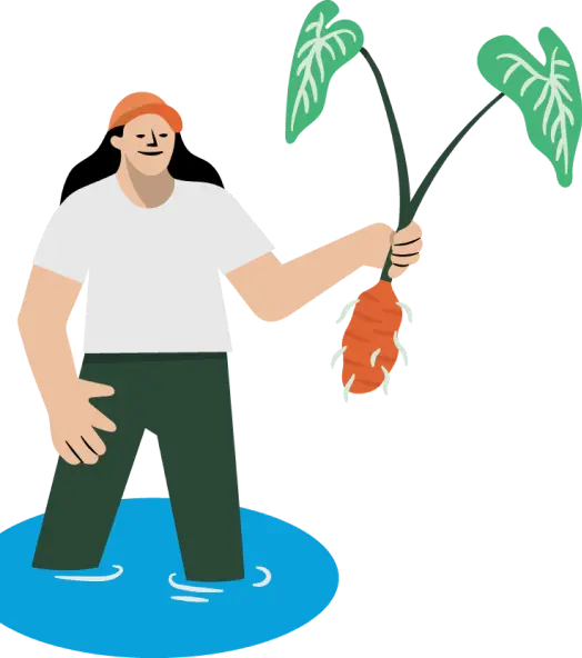 Illustration of a person in water holding a large root vegetable with leaves.
