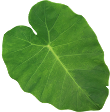 Taro Root key ingredient