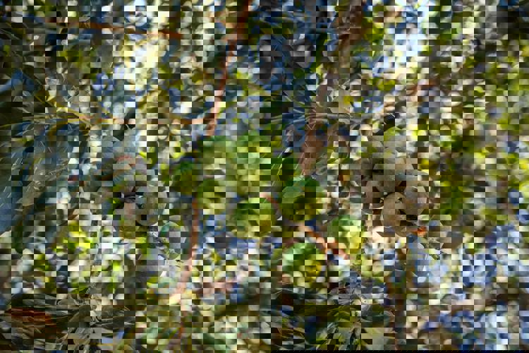 a bunch of green macadamia nuts hanging from a tree